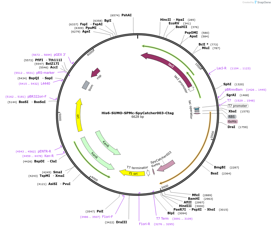246648-plasmid-map-sequence-id-491284