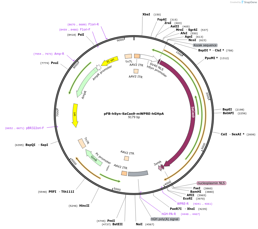 245385-plasmid-map-sequence-id-491296