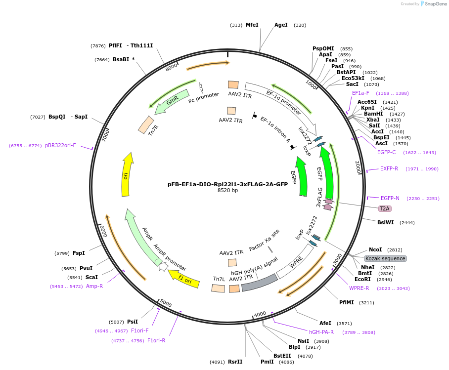 491301_map
