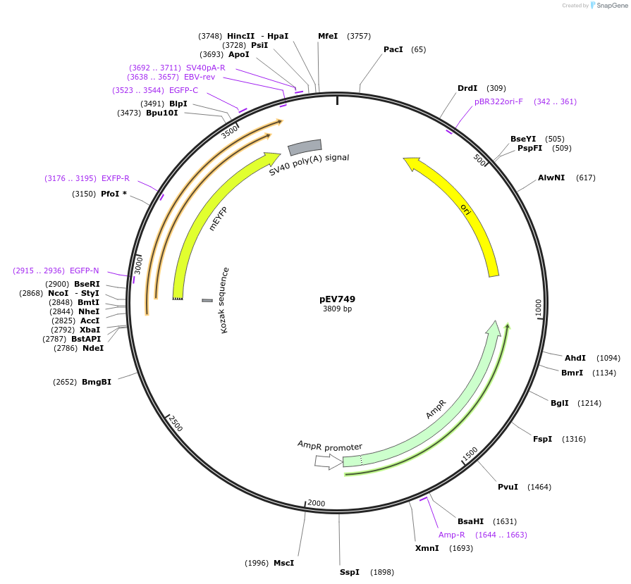 246450-plasmid-map-sequence-id-491314