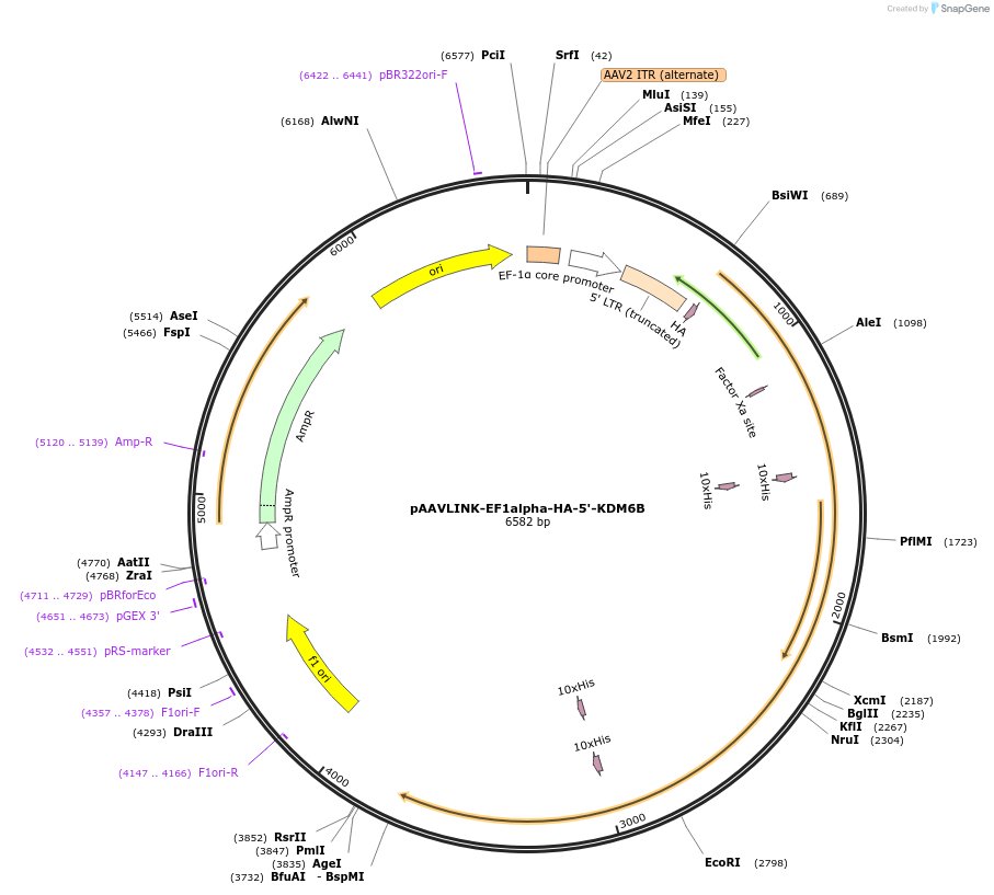 244268-plasmid-map-sequence-id-491405