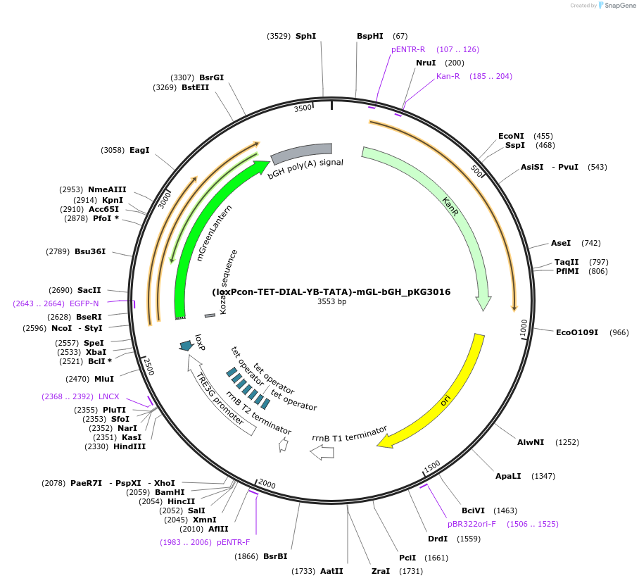 246359-plasmid-map-sequence-id-491496