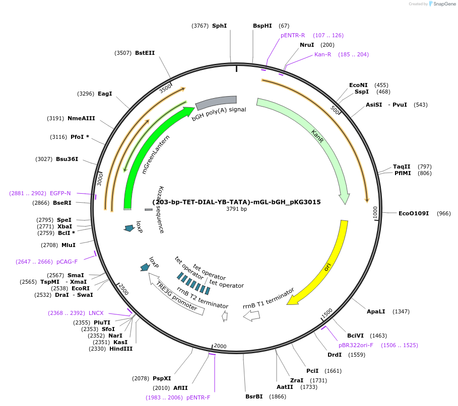 246358-plasmid-map-sequence-id-491499