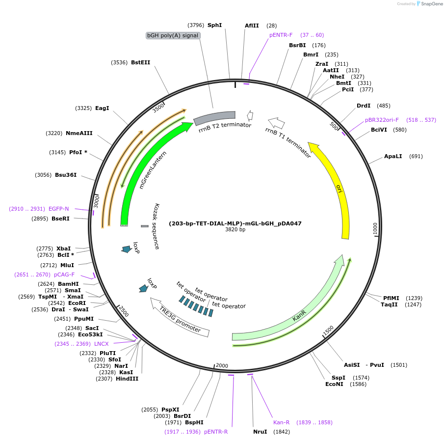 246366-plasmid-map-sequence-id-491503