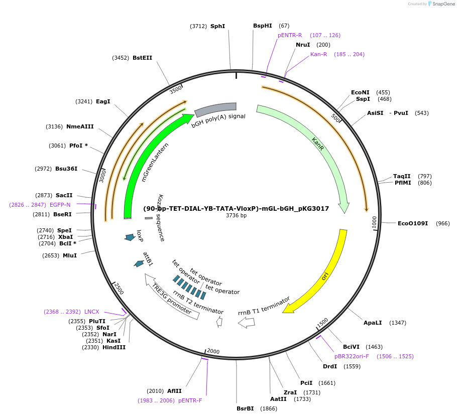 246360-plasmid-map-sequence-id-491504