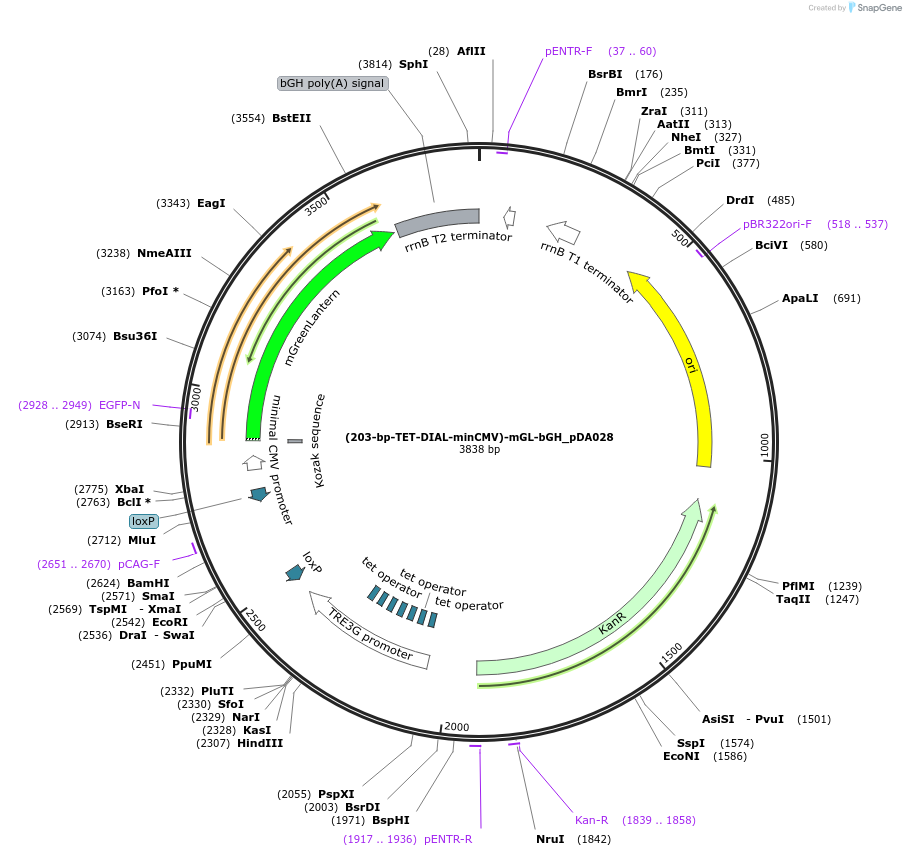 246363-plasmid-map-sequence-id-491512