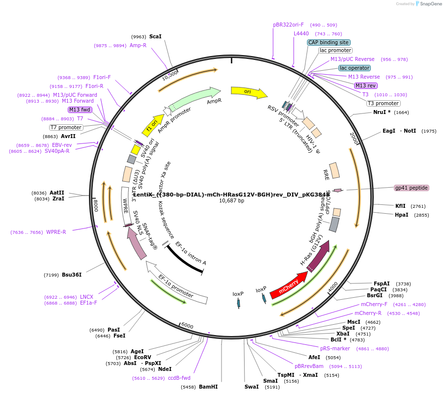 246344-plasmid-map-sequence-id-491516