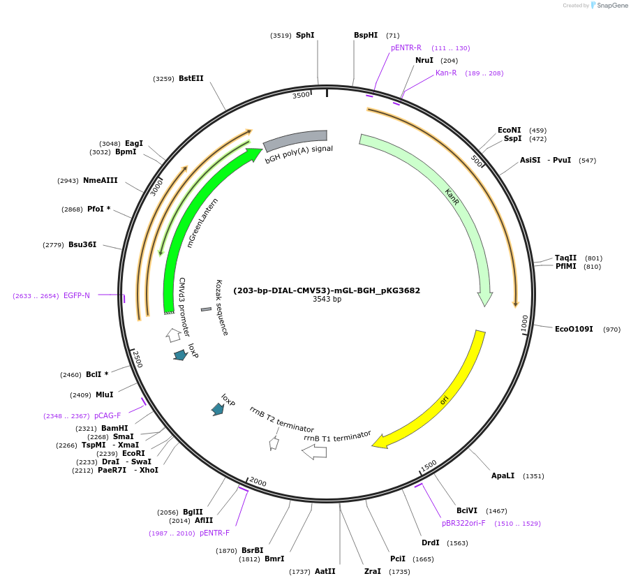 246338-plasmid-map-sequence-id-491523