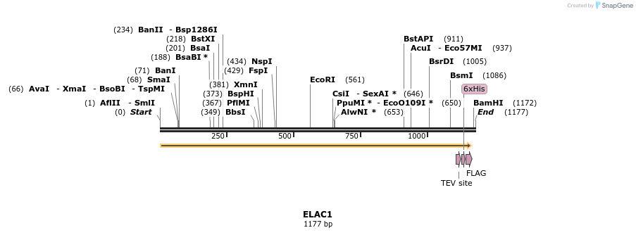 49155_map
