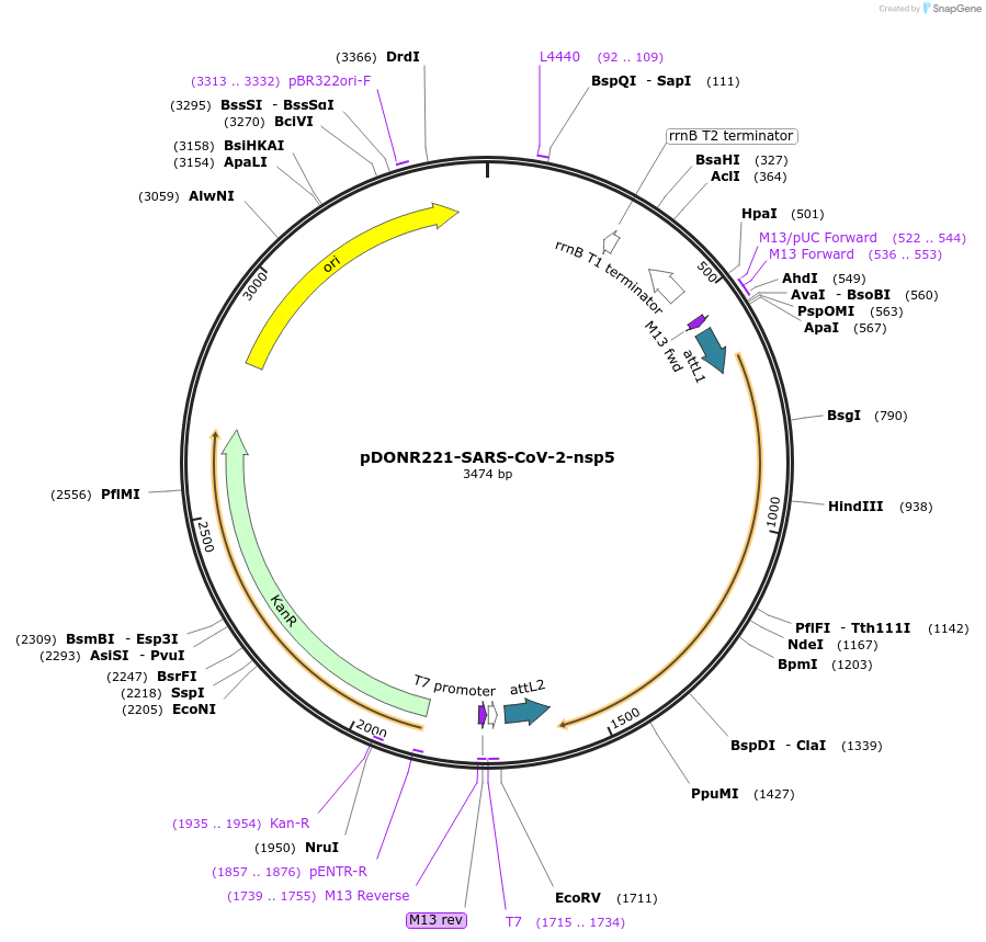247689-plasmid-map-sequence-id-491556