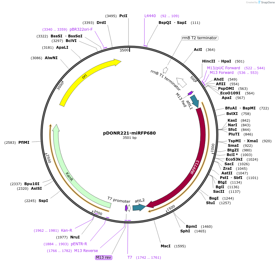 247685-plasmid-map-sequence-id-491561