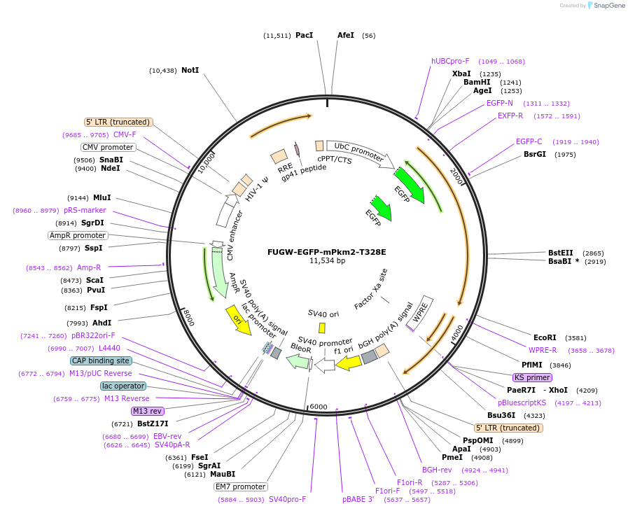 242814-plasmid-map-sequence-id-491584