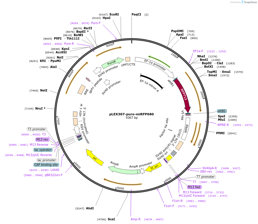 247686-plasmid-map-sequence-id-491590