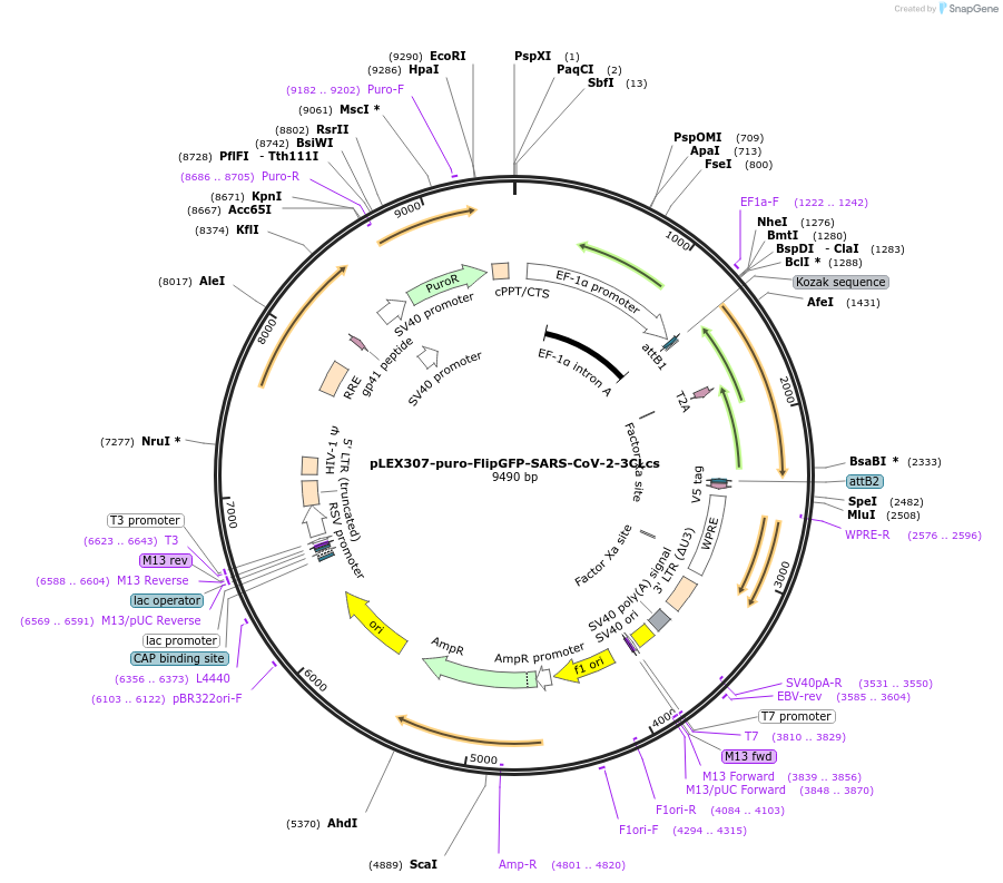 247687-plasmid-map-sequence-id-491591