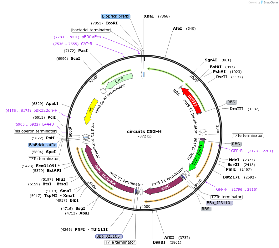 245096-plasmid-map-sequence-id-491598