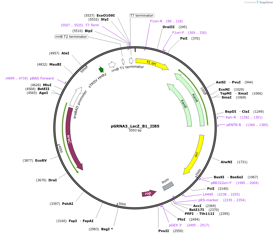 247081-plasmid-map-sequence-id-491600