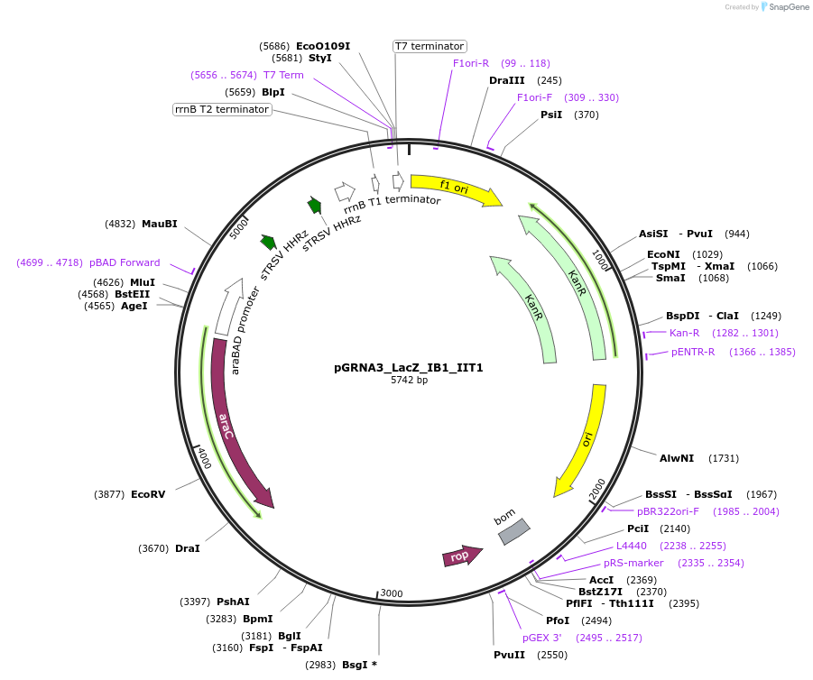 247080-plasmid-map-sequence-id-491602