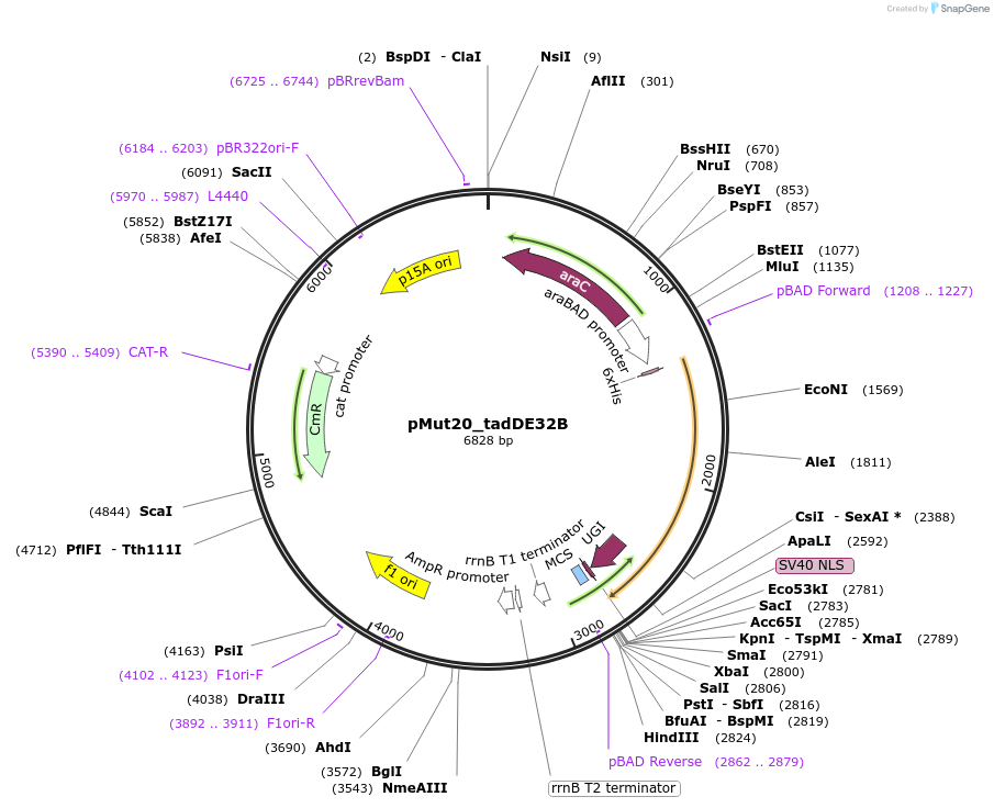 247074-plasmid-map-sequence-id-491662