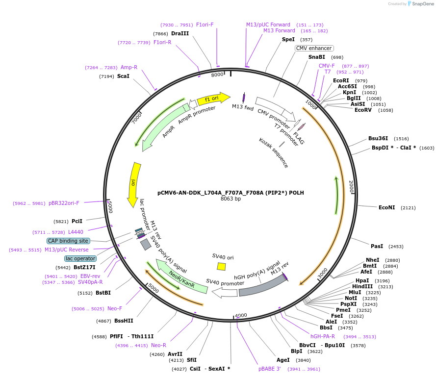246283-plasmid-map-sequence-id-491663