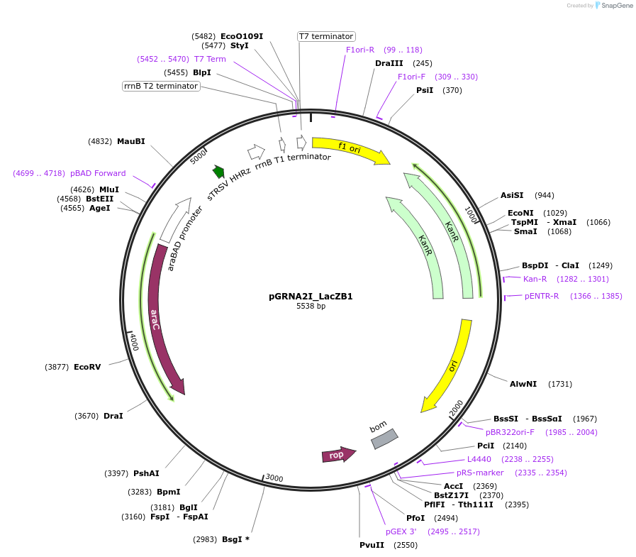 247076-plasmid-map-sequence-id-491672