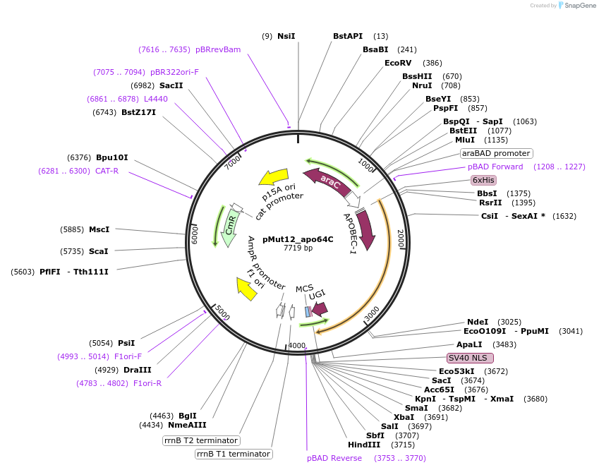 247072-plasmid-map-sequence-id-491675