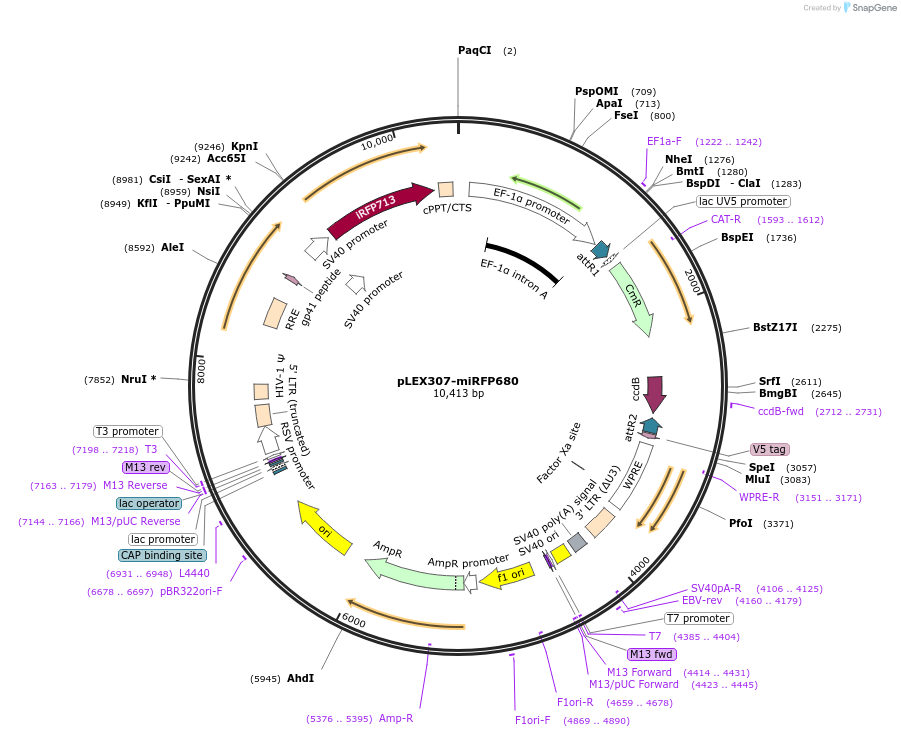 247684-plasmid-map-sequence-id-491682