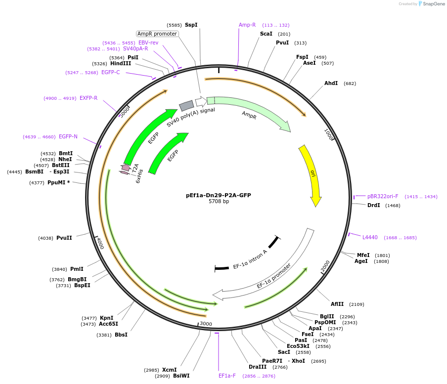 247151-plasmid-map-sequence-id-491684