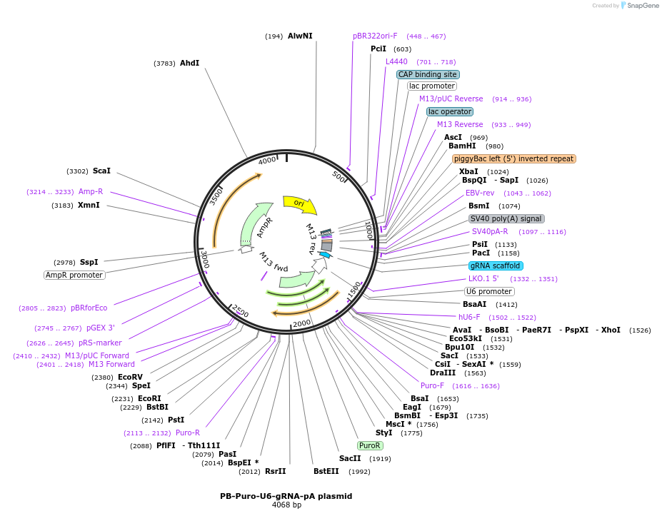 247671-plasmid-map-sequence-id-491686