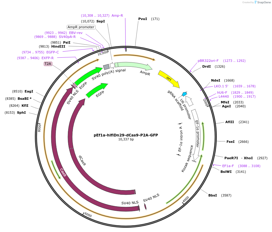 247158-plasmid-map-sequence-id-491688