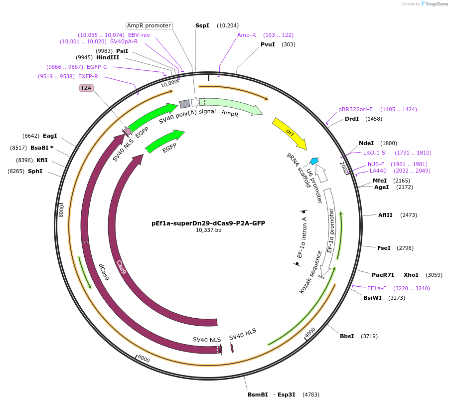 247156-plasmid-map-sequence-id-491689