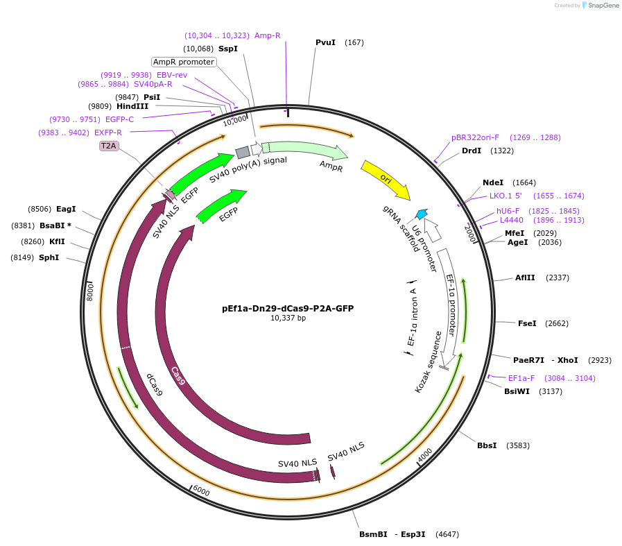 247155-plasmid-map-sequence-id-491690