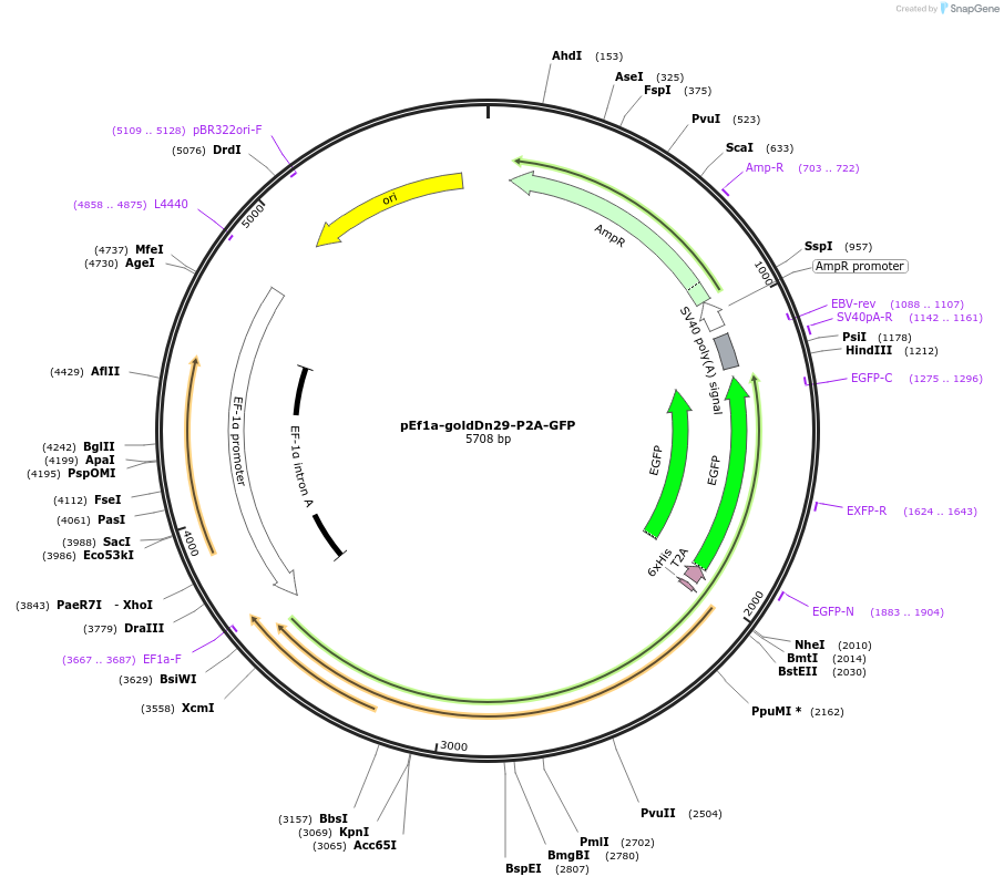 247153-plasmid-map-sequence-id-491691