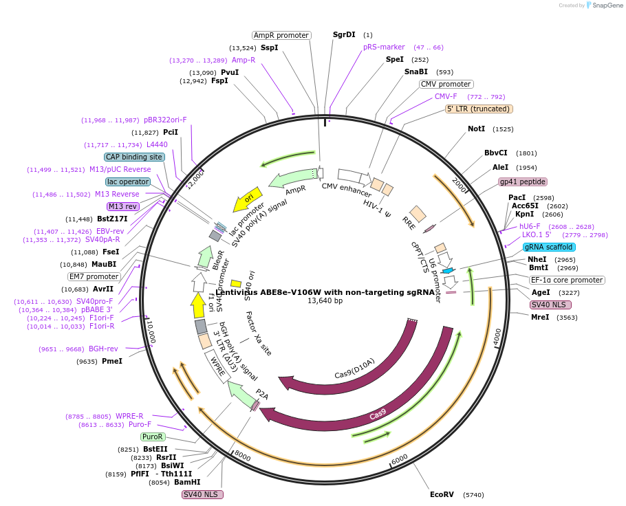 247668-plasmid-map-sequence-id-491696