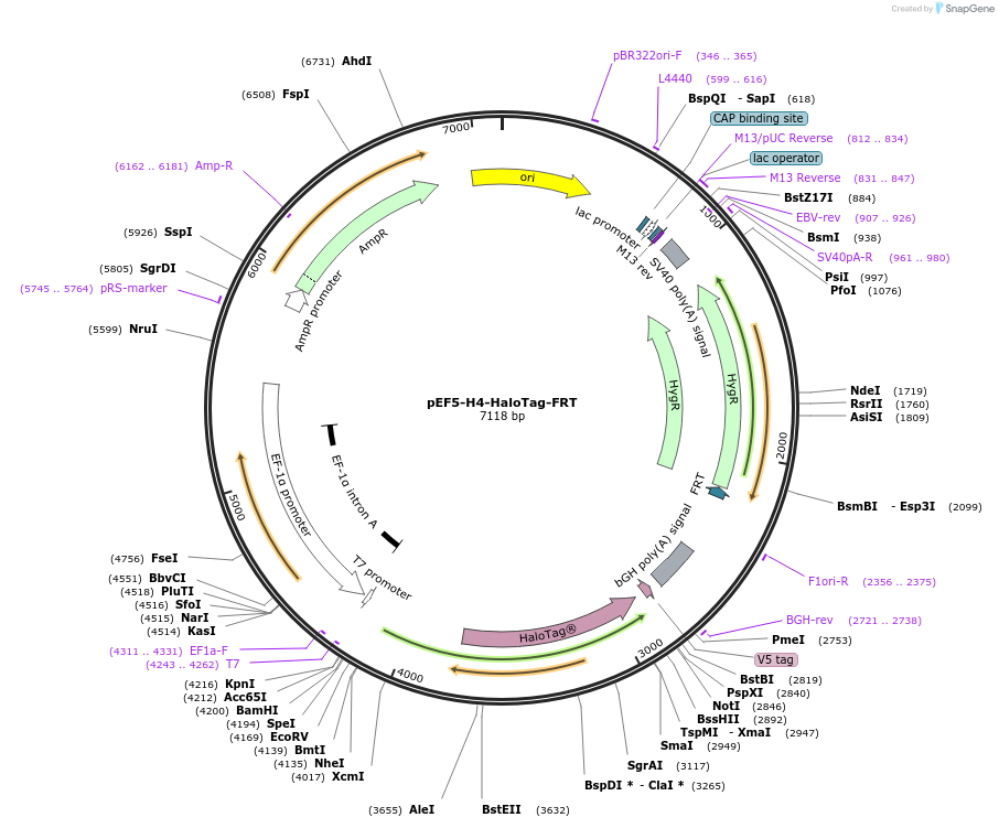 491706_map