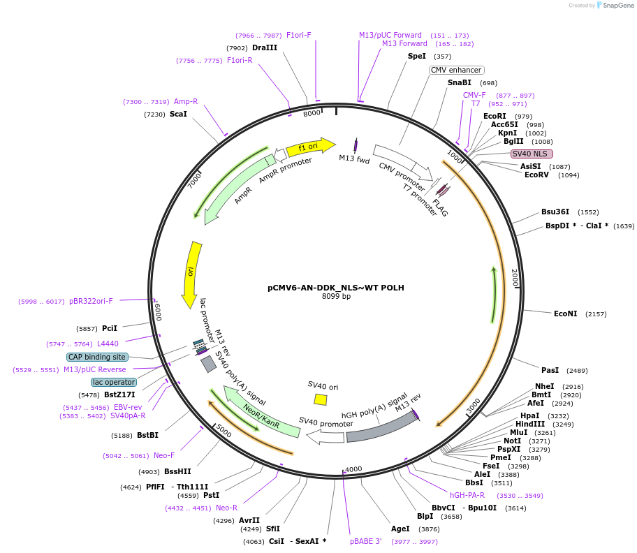 246405-plasmid-map-sequence-id-491739