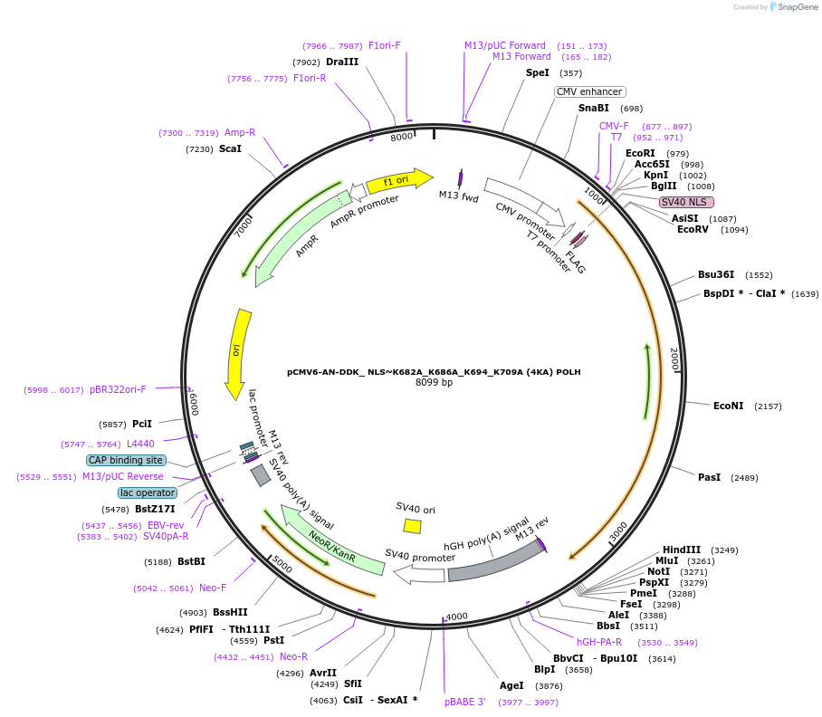 246406-plasmid-map-sequence-id-491740