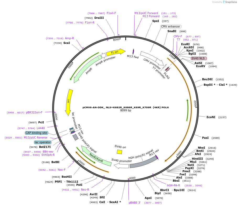 246407-plasmid-map-sequence-id-491741