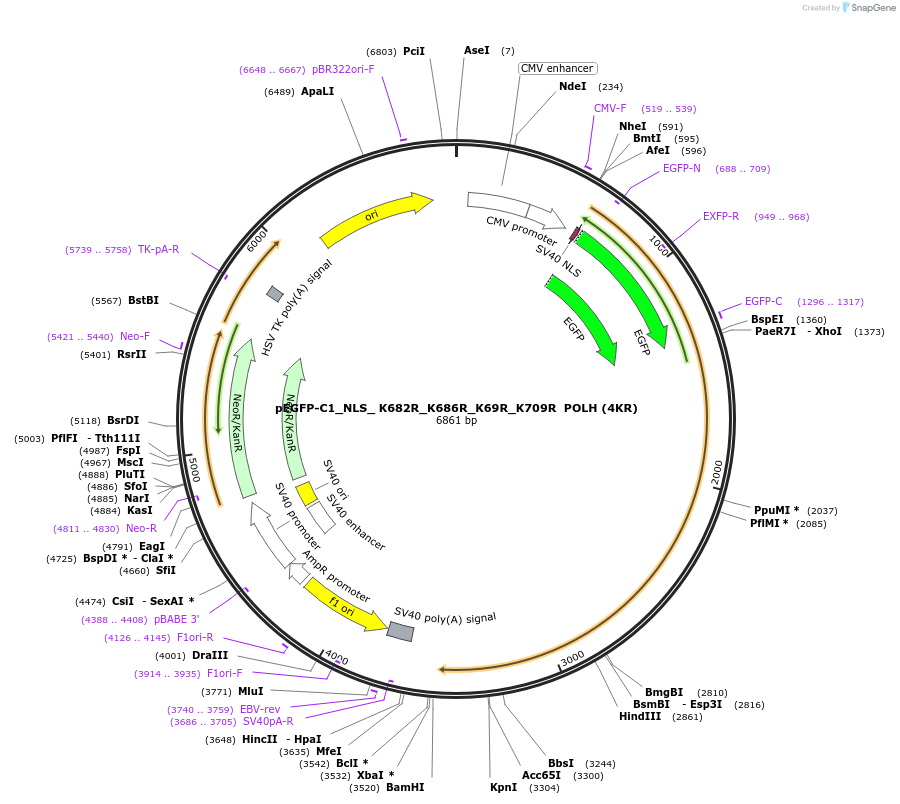 246408-plasmid-map-sequence-id-491743