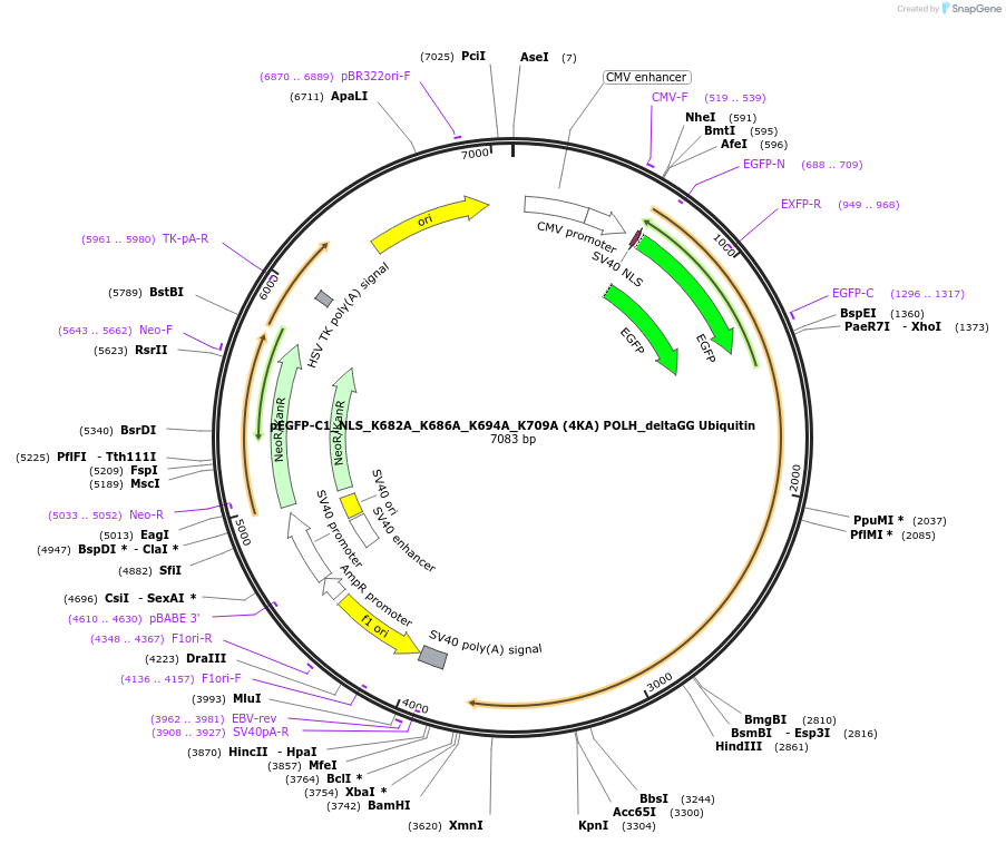 246409-plasmid-map-sequence-id-491766