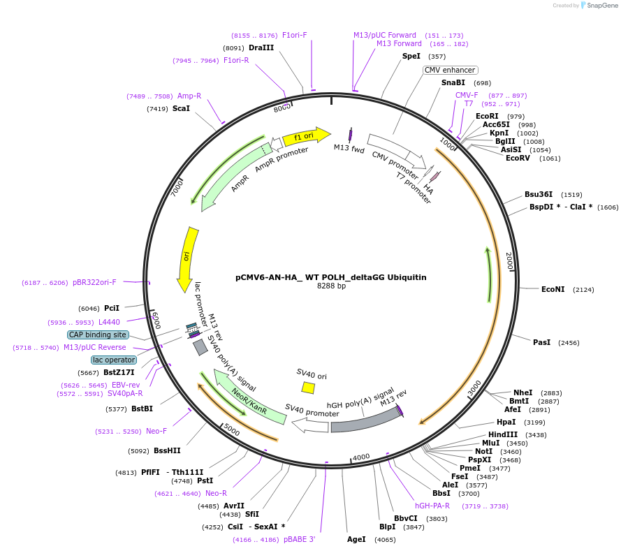 246411-plasmid-map-sequence-id-491771
