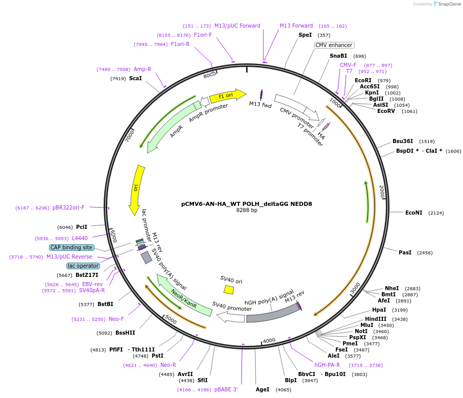 246412-plasmid-map-sequence-id-491853