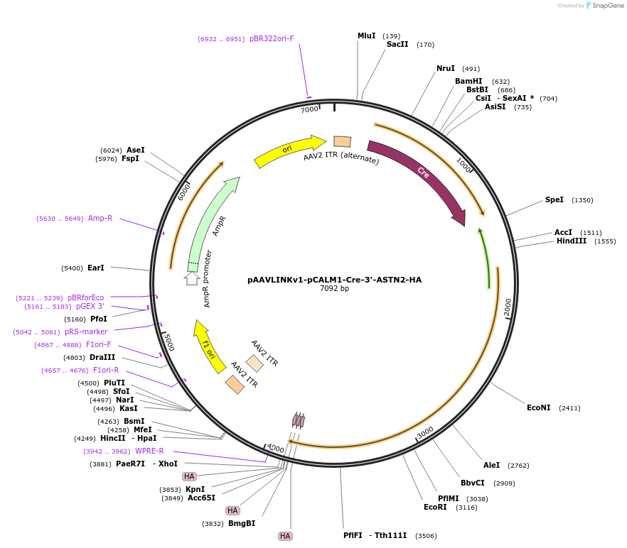 244311-plasmid-map-sequence-id-491857