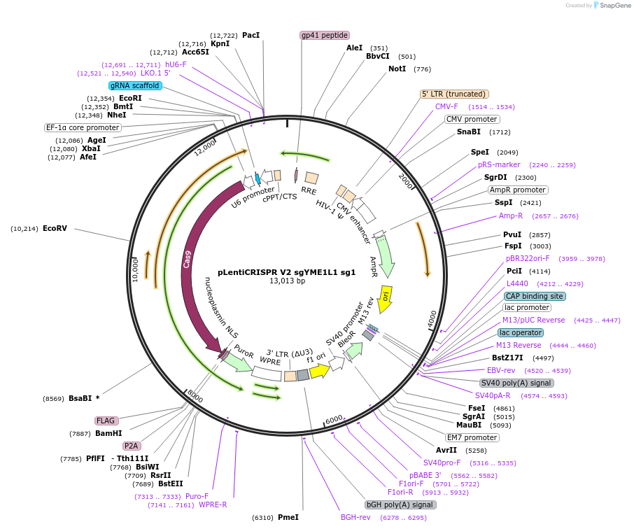 244867-plasmid-map-sequence-id-491933