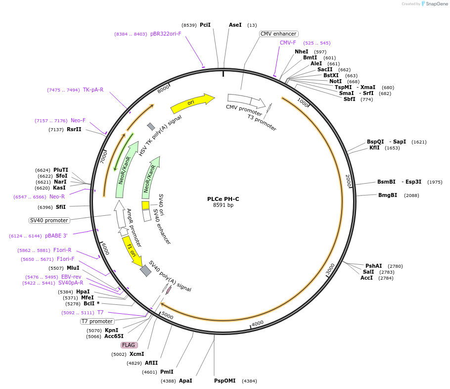 244967-plasmid-map-sequence-id-491940