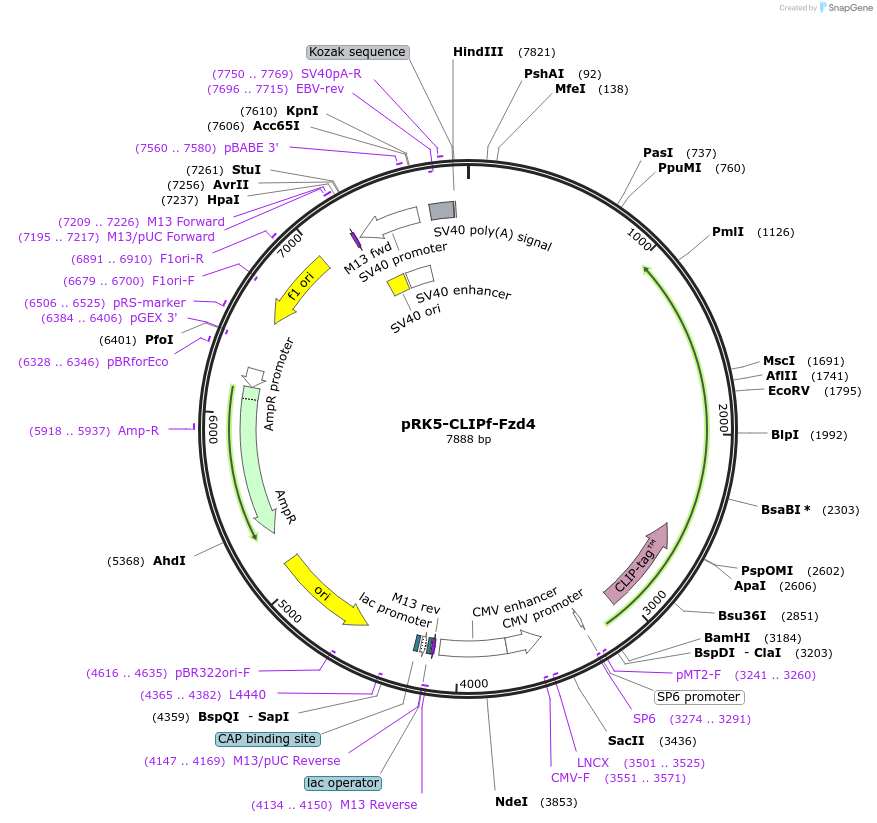 246703-plasmid-map-sequence-id-491942