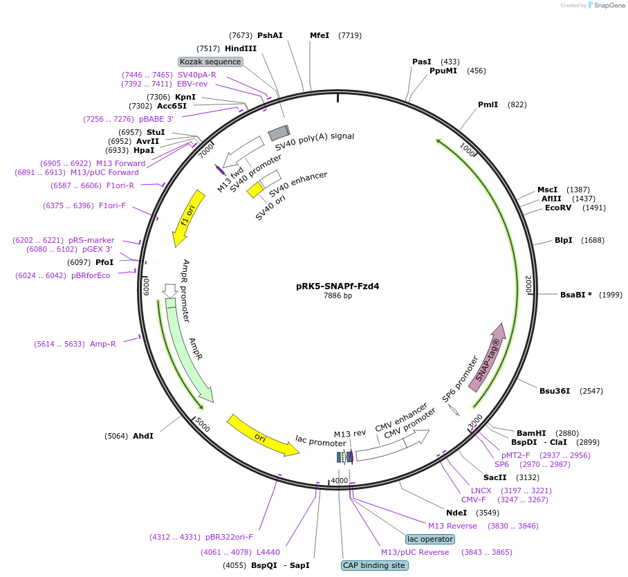 246700-plasmid-map-sequence-id-491943