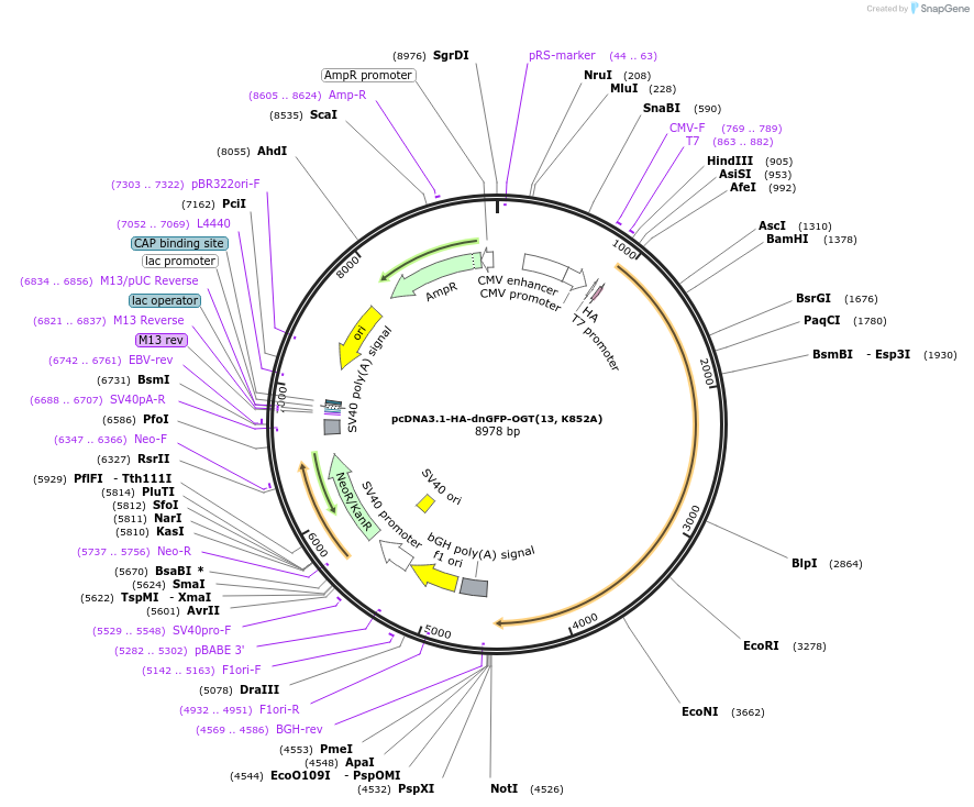 247678-plasmid-map-sequence-id-491986