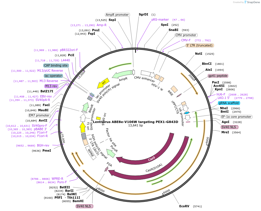 247667-plasmid-map-sequence-id-491995