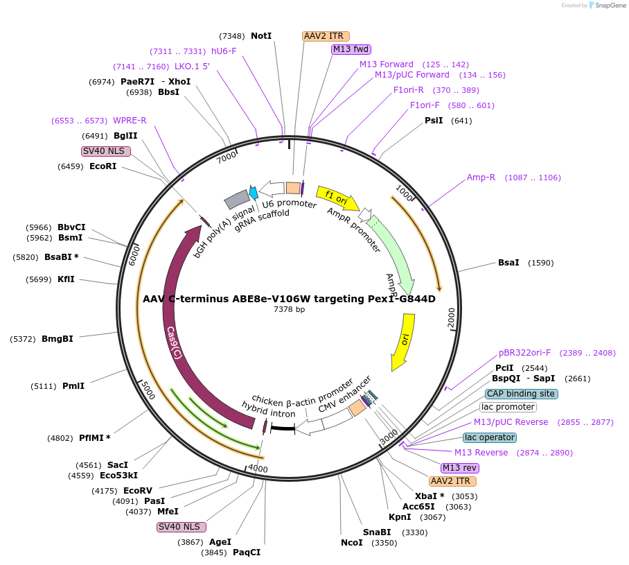 247655-plasmid-map-sequence-id-491997