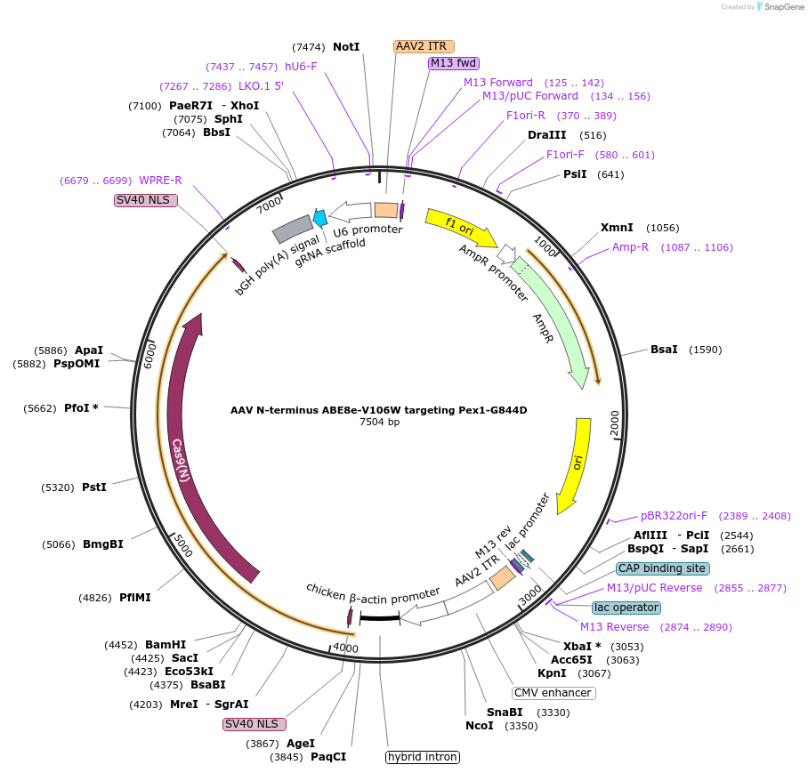 247654-plasmid-map-sequence-id-491999